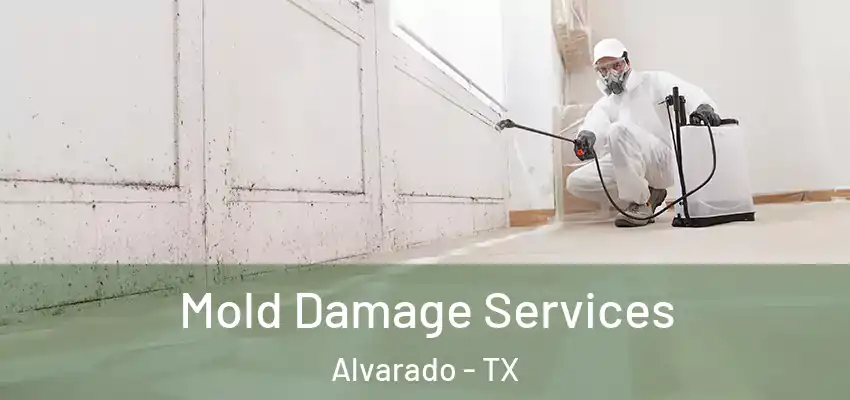  Mold Damage Services Alvarado - TX
