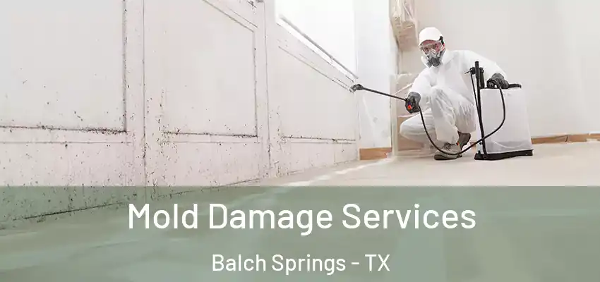  Mold Damage Services Balch Springs - TX