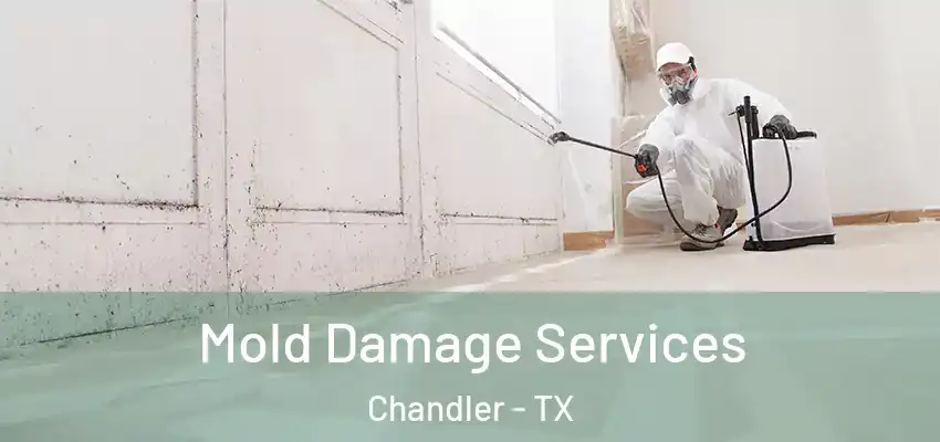 Mold Damage Services Chandler - TX