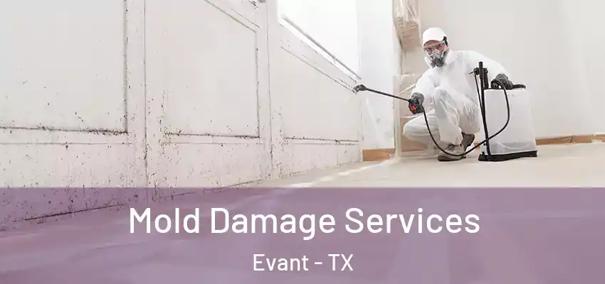  Mold Damage Services Evant - TX