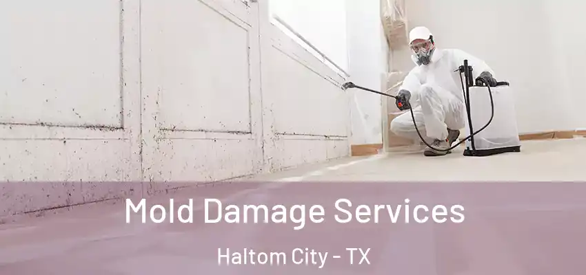  Mold Damage Services Haltom City - TX