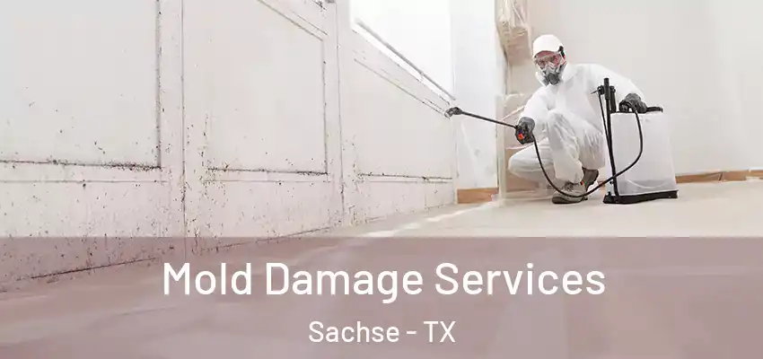  Mold Damage Services Sachse - TX