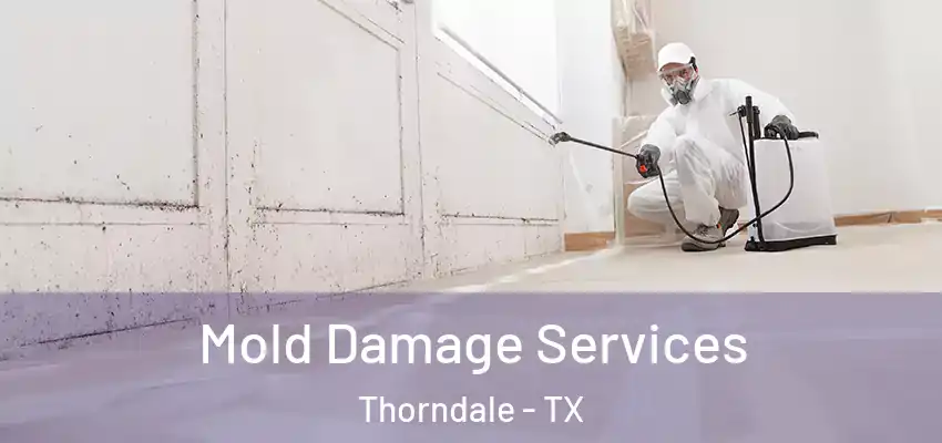  Mold Damage Services Thorndale - TX