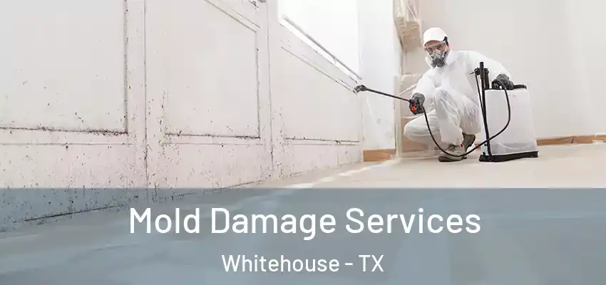 Mold Damage Services Whitehouse - TX