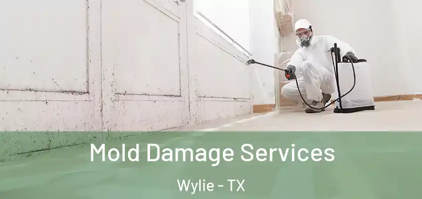  Mold Damage Services Wylie - TX