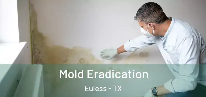  Mold Eradication Euless - TX