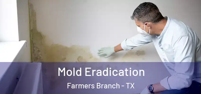 Mold Eradication Farmers Branch - TX
