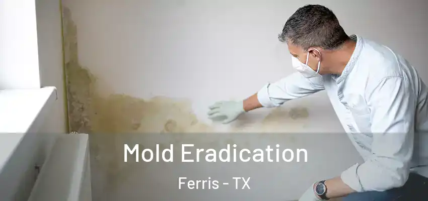  Mold Eradication Ferris - TX