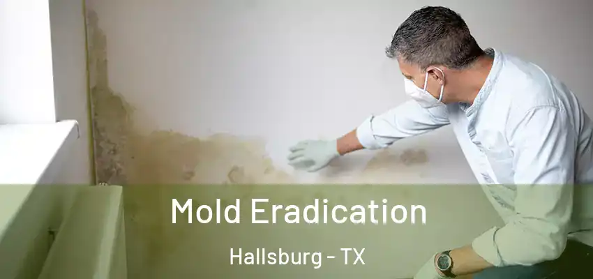 Mold Eradication Hallsburg - TX