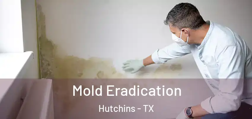  Mold Eradication Hutchins - TX