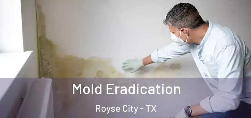  Mold Eradication Royse City - TX