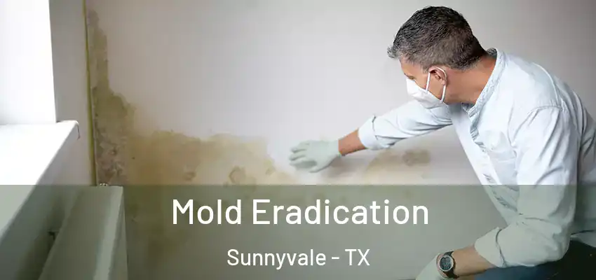 Mold Eradication Sunnyvale - TX