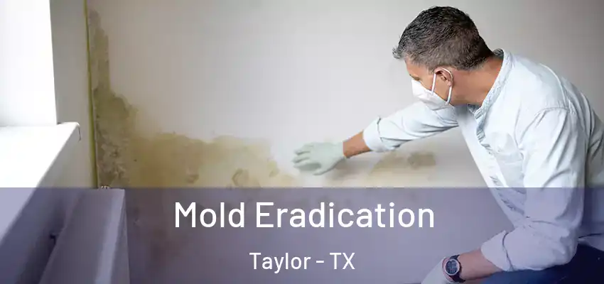  Mold Eradication Taylor - TX