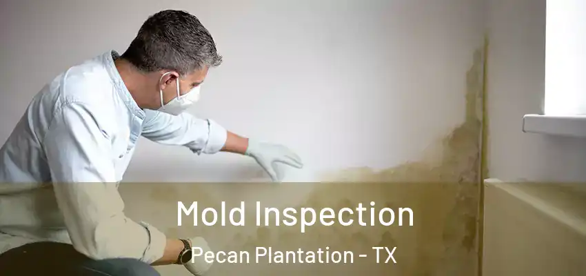  Mold Inspection Pecan Plantation - TX