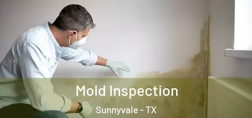  Mold Inspection Sunnyvale - TX