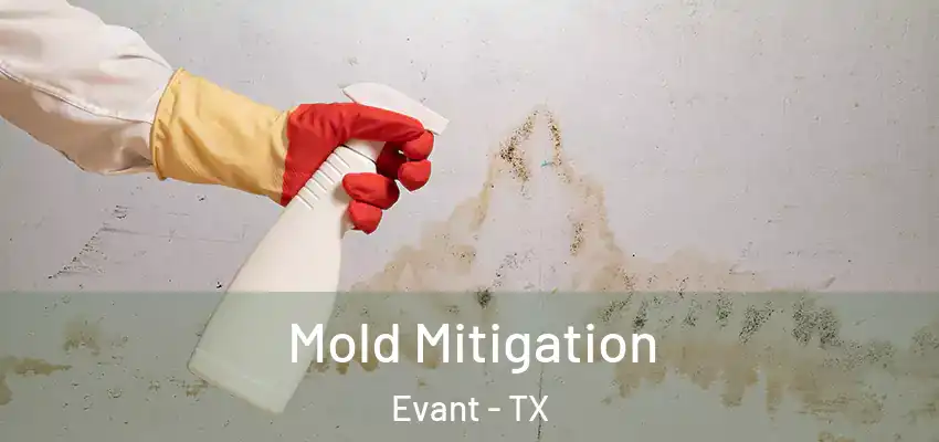  Mold Mitigation Evant - TX