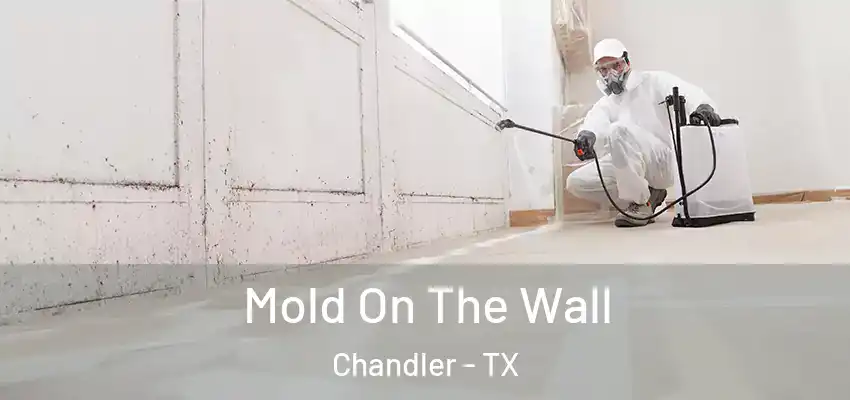 Mold On The Wall Chandler - TX