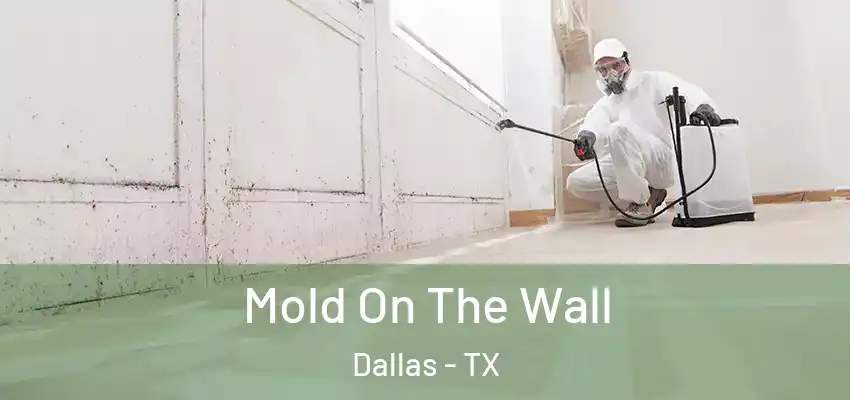 Mold On The Wall Dallas - TX
