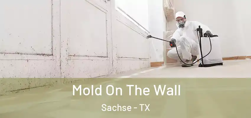 Mold On The Wall Sachse - TX