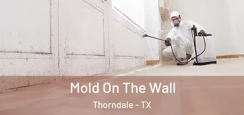 Mold On The Wall Thorndale - TX