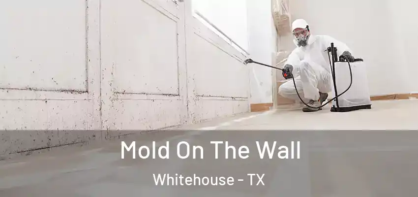  Mold On The Wall Whitehouse - TX