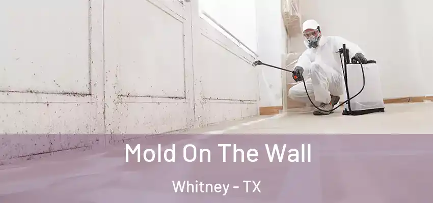 Mold On The Wall Whitney - TX