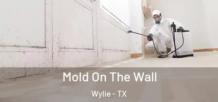 Mold On The Wall Wylie - TX