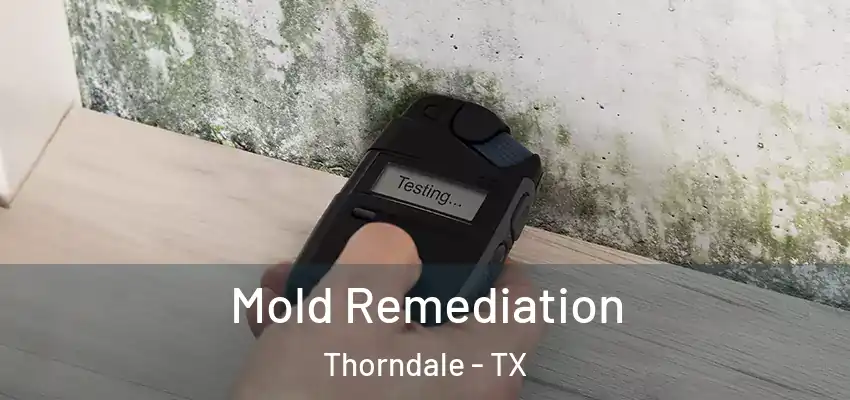 Mold Remediation Thorndale - TX