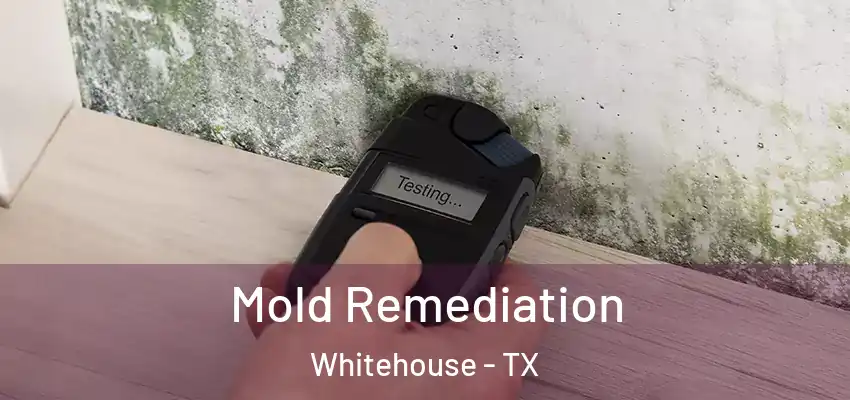  Mold Remediation Whitehouse - TX