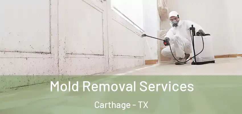Mold Removal Services Carthage - TX