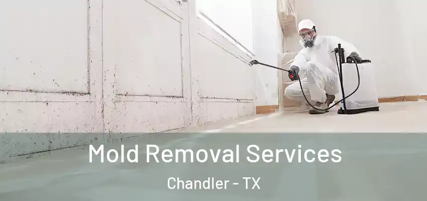 Mold Removal Services Chandler - TX