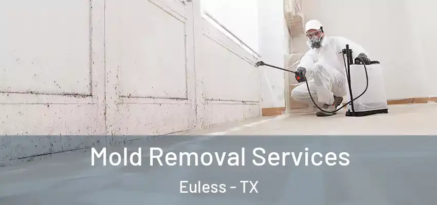  Mold Removal Services Euless - TX