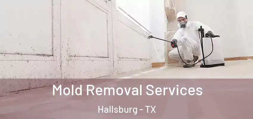 Mold Removal Services Hallsburg - TX