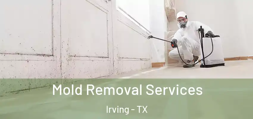 Mold Removal Services Irving - TX