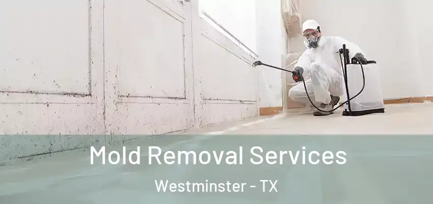  Mold Removal Services Westminster - TX